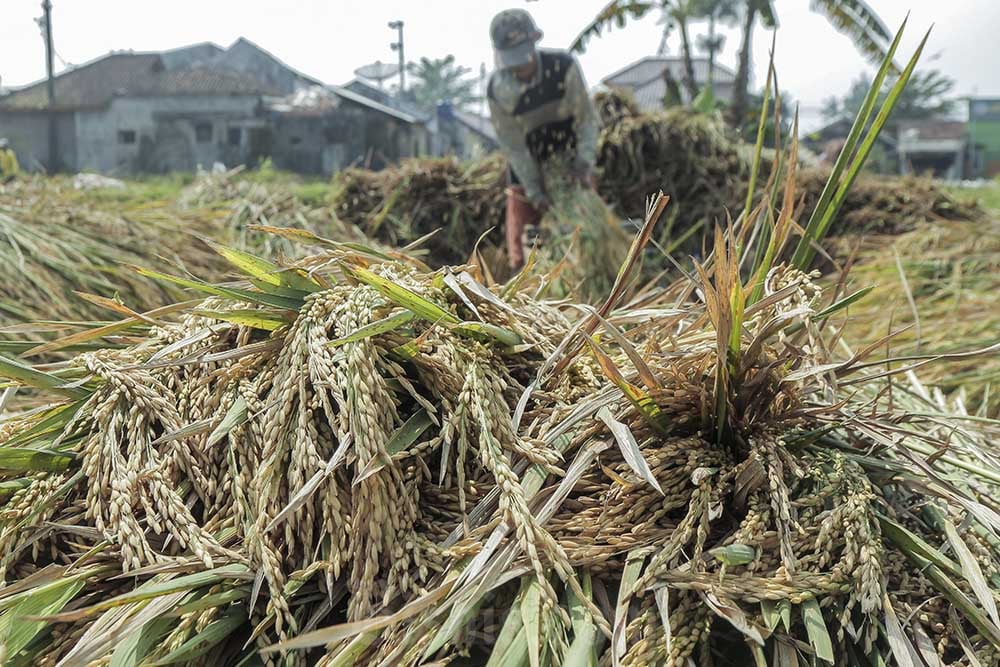  Penyerapan Gabah Kering Panen