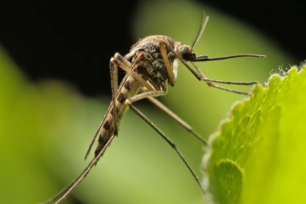  Bukan Cuma DBD, Ini Deretan Penyakit Akibat Gigitan Nyamuk yang Mengancam Nyawa