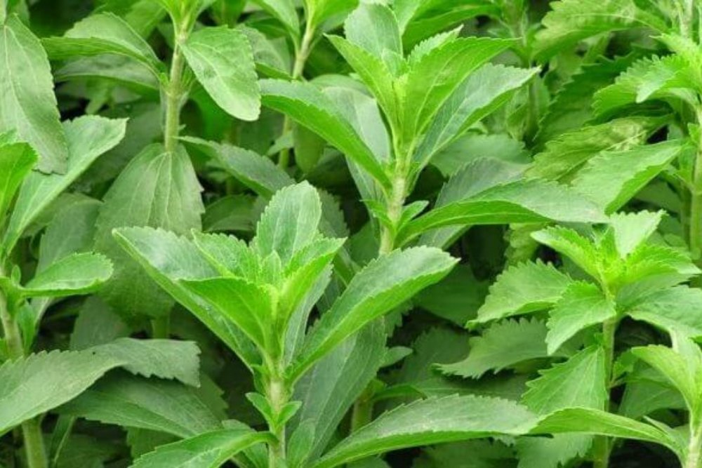  Viral di Tiktok, Stevia Pengganti Gula, Ini Efek Samping dan Manfaatnya