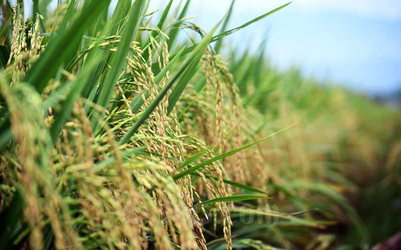  Daerah Penghasil Beras Terbesar di Kabupaten Cirebon Belum Masuki Masa Panen