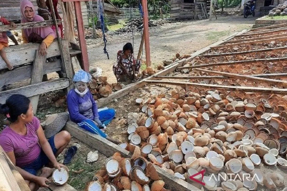  Harga Kopra dan Mete Terkoreksi Dampak Cuaca