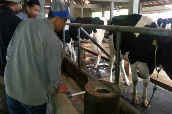  Jelang Iduladha, 25 Sapi di Kabupaten Cirebon Terjangkit PMK