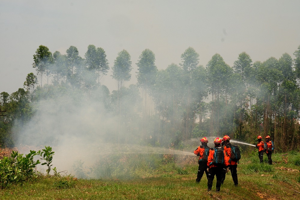  Waspada Kebakaran Hutan dan Lahan, Begini Upaya Dishut Kalsel