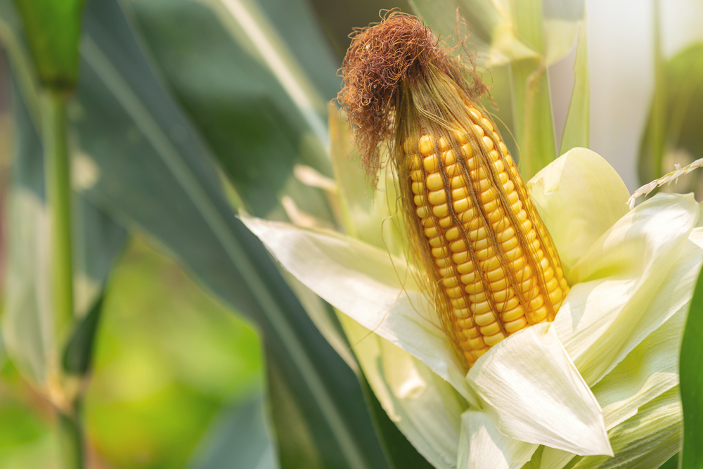  Bulog Serap 30.000 Ton Jagung Petani saat Panen Raya