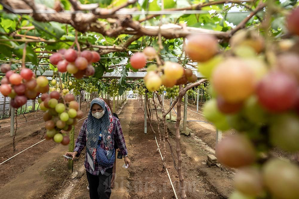  Target Pengurangan Impor Buah Anggur