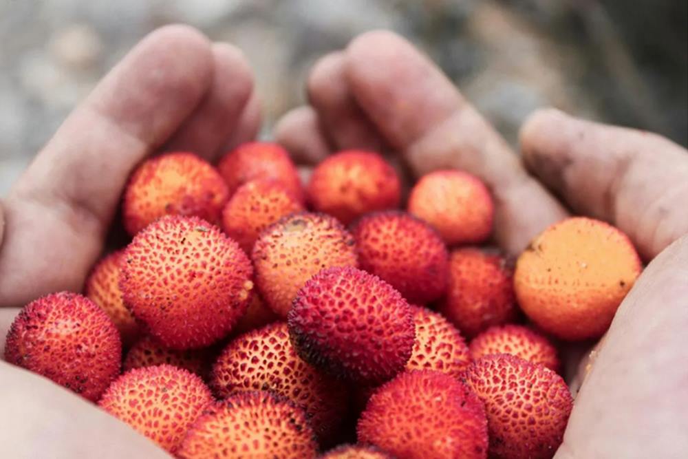  Luar Biasa, Ternyata ini Manfaat Memakan Buah Leci untuk Kesehatan