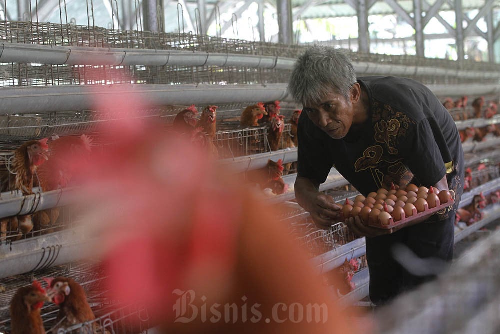  Widodo Makmur (WMPP) Bukukan Rugi Rp96,14 Miliar Kuartal I/2024