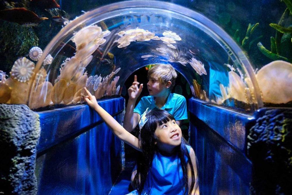  Mau Liburan ke SEA LIFE Melbourne Aquarium? Cek Panduannya di Sini!