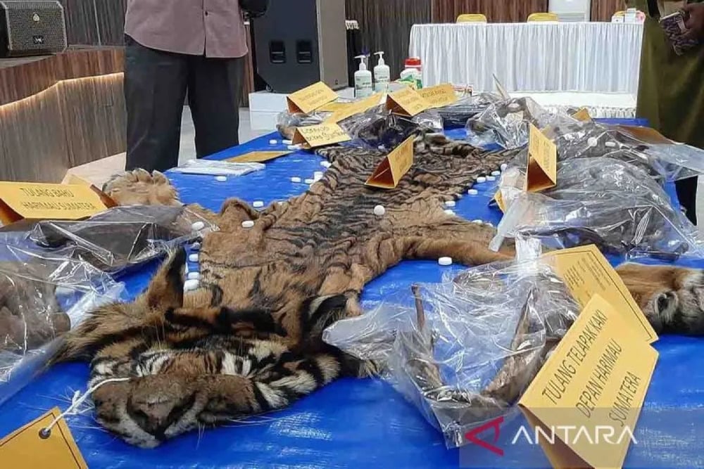  Dua Terdakwa Penjual Kulit Harimau Divonis Penjara 16 Bulan