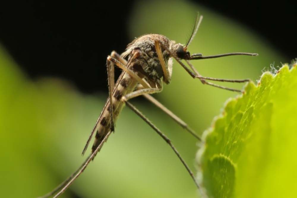 nyamuk chikungunya/universitas airlangga