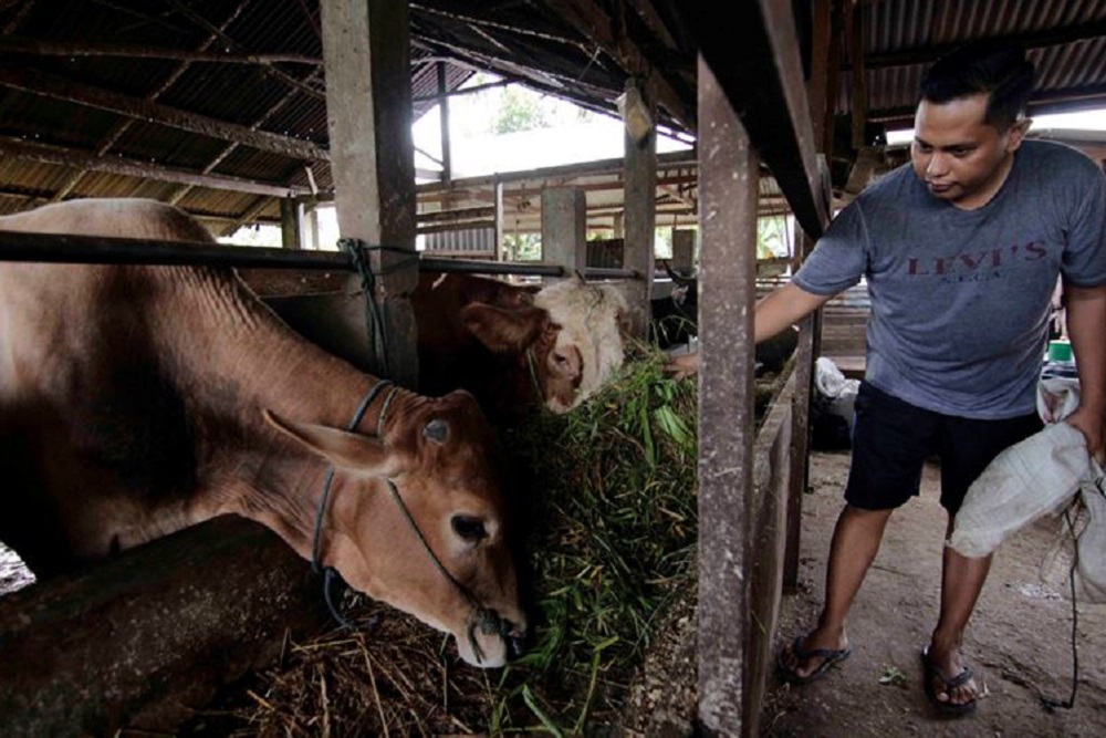  190 Sapi Terjual, Pedagang di Cirebon Akui Penjualan Tahun Ini Lesu