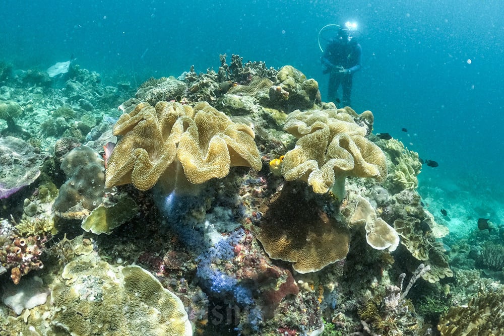  Konservasi Terumbu Karang di Raja Ampat