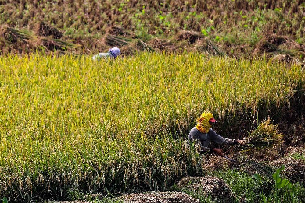 Resmi! HPP Gabah Kering Panen di Tingkat Petani Dipatok Rp6.000 per Kg