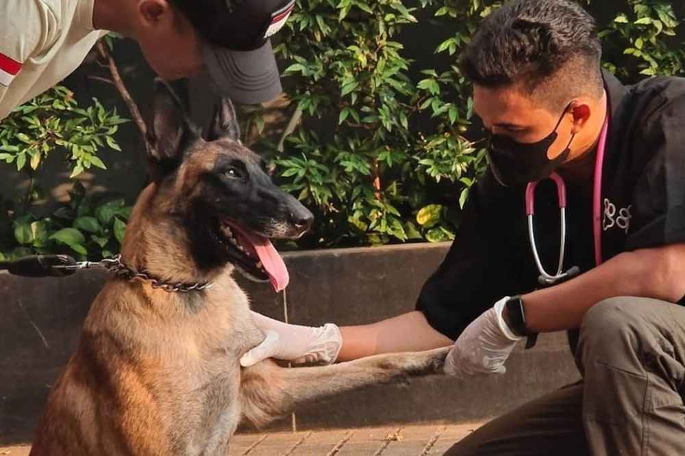  Kondisi Terkini Fay, Anjing yang Dipukul Satpam Plaza Indonesia