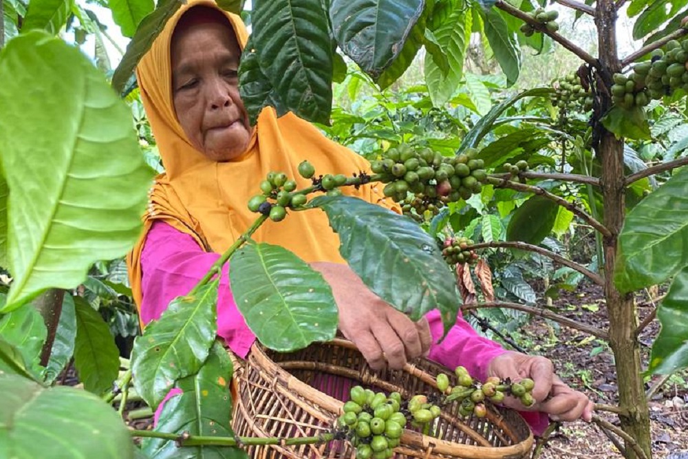  Produksi Kompetitor Merosot, Harga Kopi di Sumsel Terkerek Hingga Rp70.000 per Kg