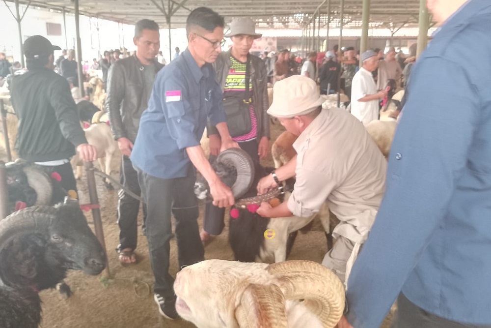  Jelang Iduladha, Penjualan Domba Garut di Pasar Hewan Tanjungsari Meningkat 100%