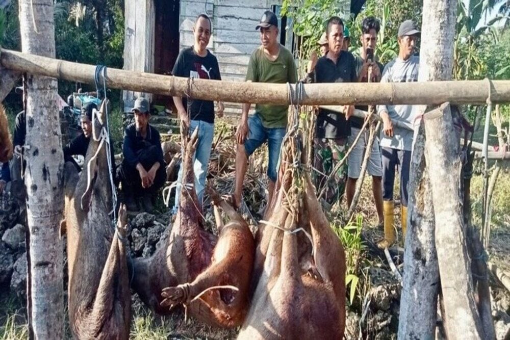  Meresahkan Petani, Bulukumba Gencarkan Perburuan Babi Liar