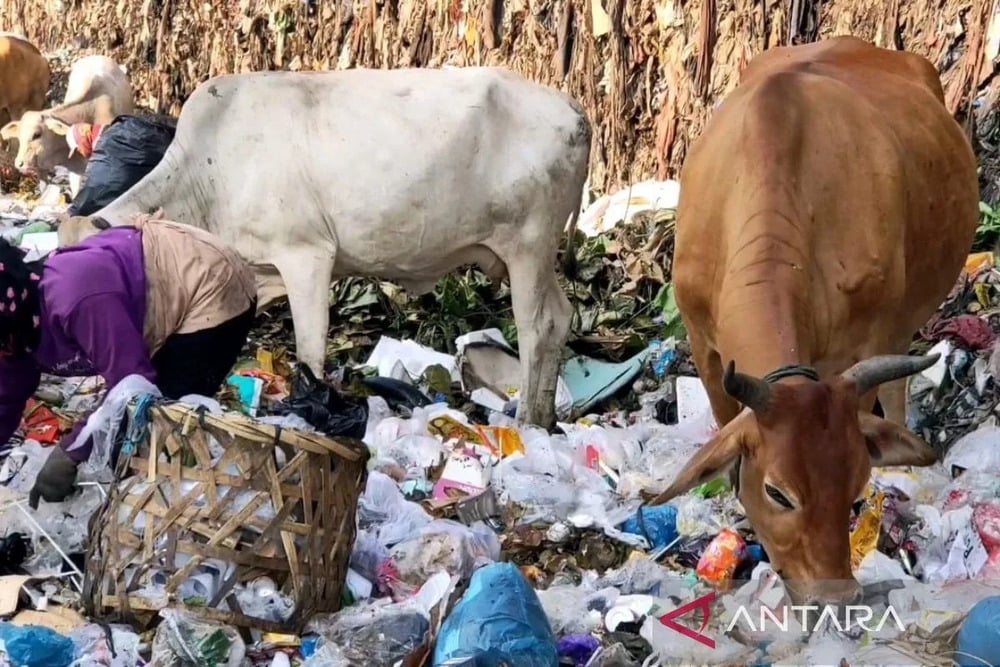  Waspadai Sapi Pemakan Sampah Diperjualbelikan