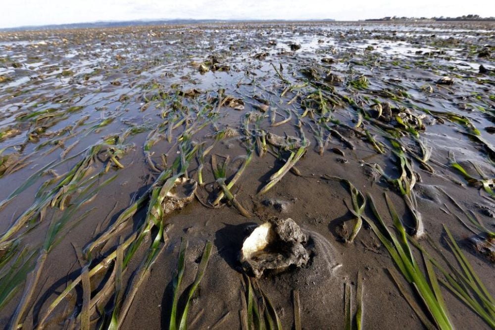  Kerang Beracun Muncul di AS , Ini Efeknya Bagi Kesehatan