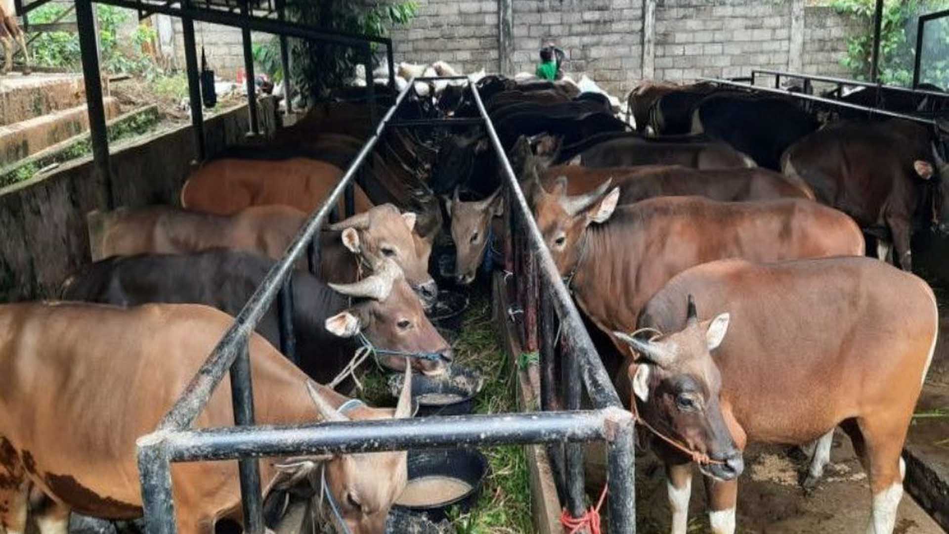  Penjualan Hewan Kurban Terancam Anjlok, Stok Susut hingga Sepi Peminat