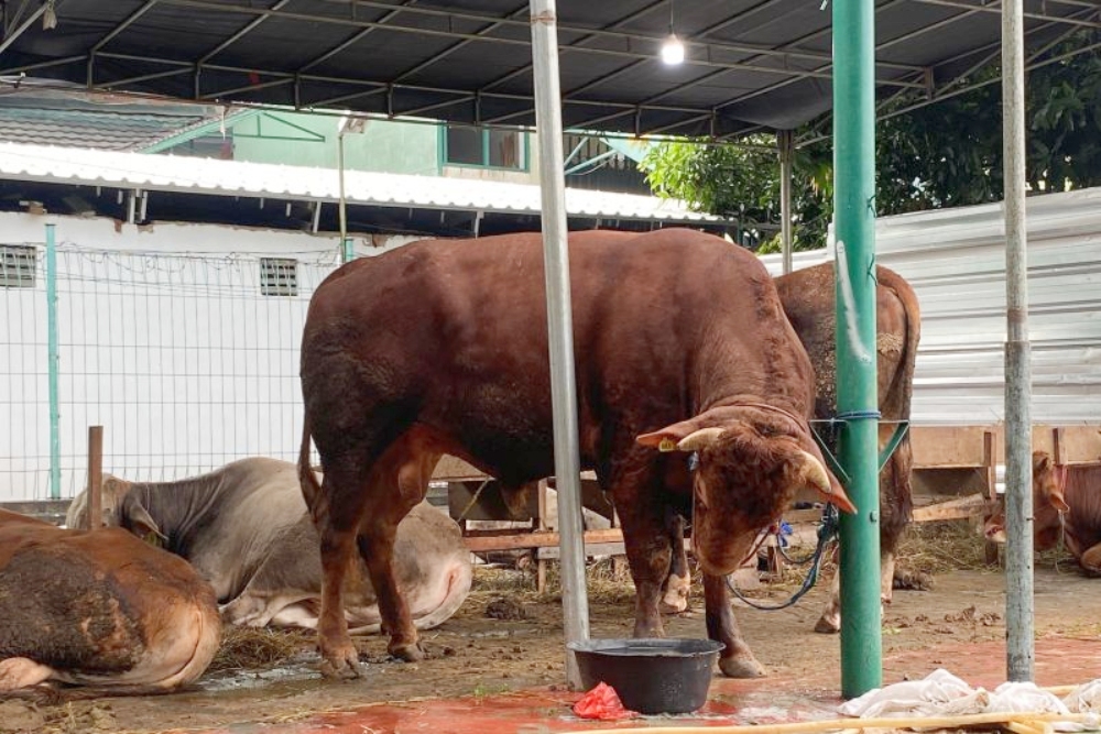  Gibran Sumbangkan Sapi Limosin 700 Kg untuk Masjid di Kebayoran Baru