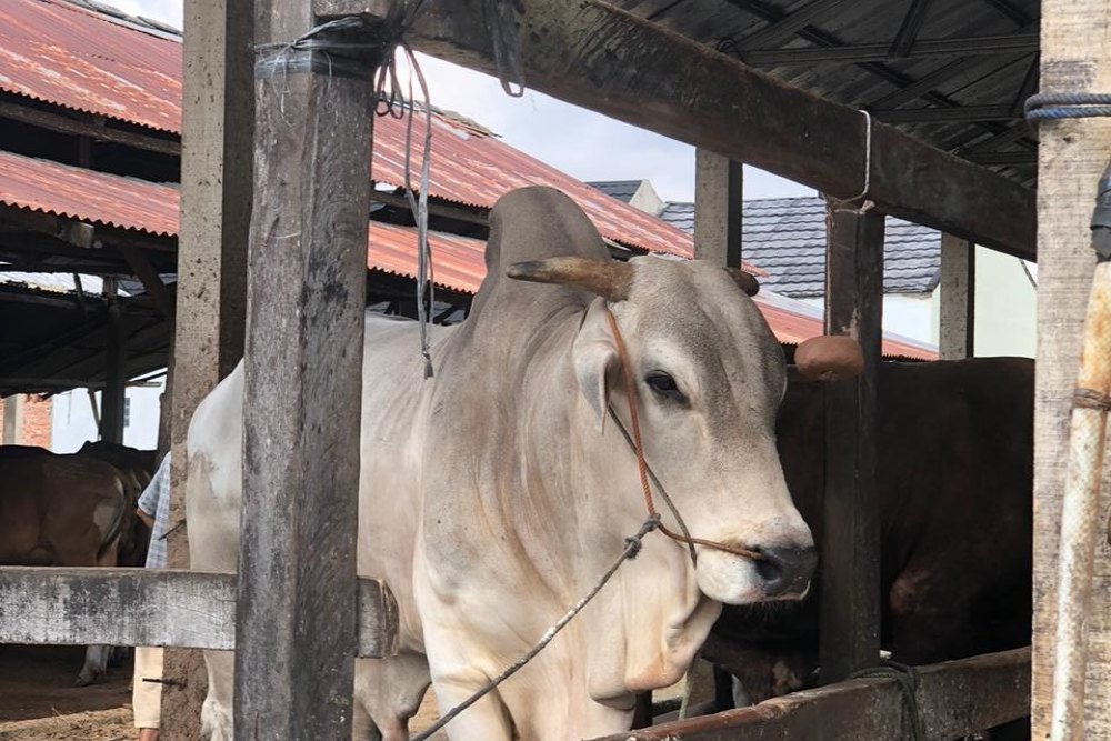  Harga Sapi Kurban Paling Banyak Diminati di Palembang Berkisar Rp18 - 20 Juta