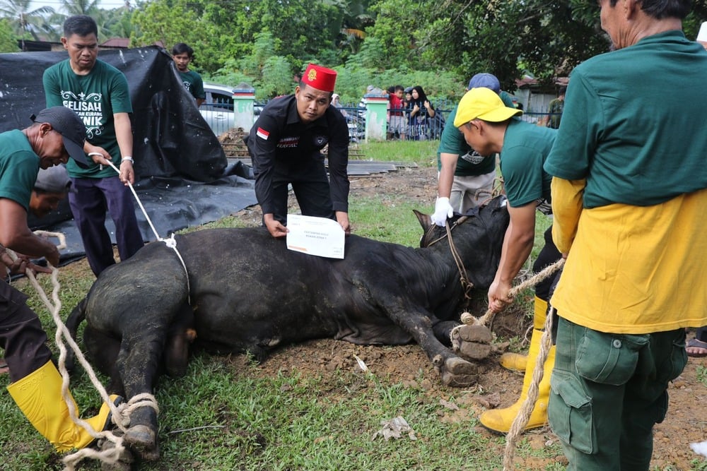  PHR Sumatera Salurkan 514 Hewan Kurban ke Masyarakat Sekitar