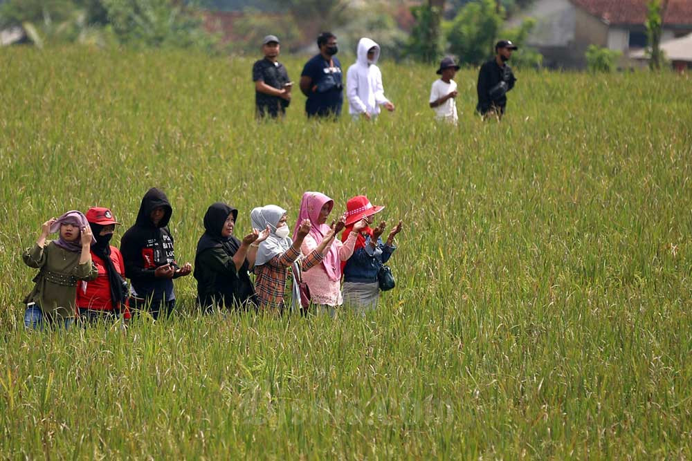  Produksi Padi Kabupaten Cirebon Minus 64.491 Ton