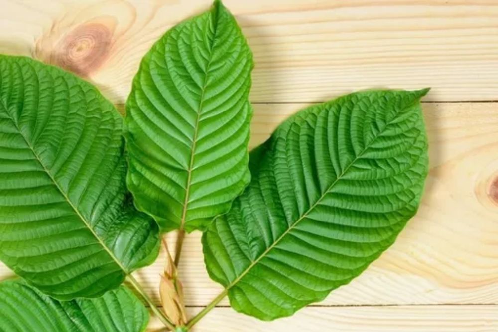  Efek Samping Tanaman Kratom, Berdampak Buruk Bagi Kesehatan Manusia