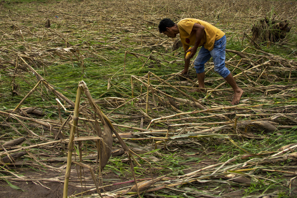  Akibat Alih Fungsi Lahan, Produksi Jagung Sumbar Turun