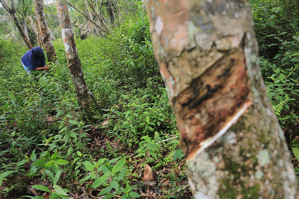  Harga Getah Karet Tingkat Petani di Aceh Barat