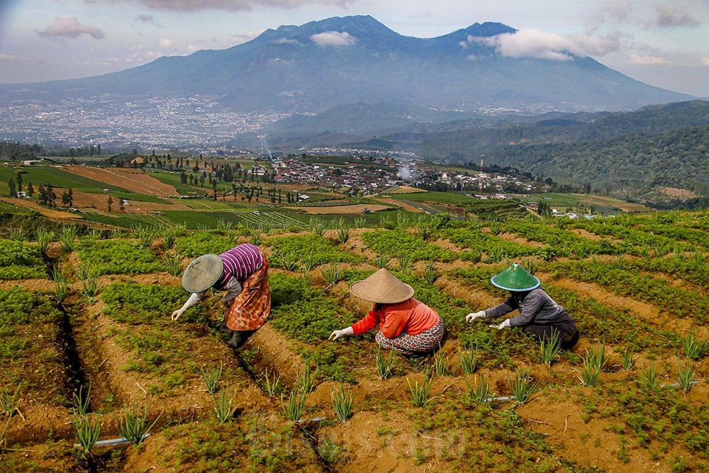  Produksi Tanaman Sayuran Nasional Menurun