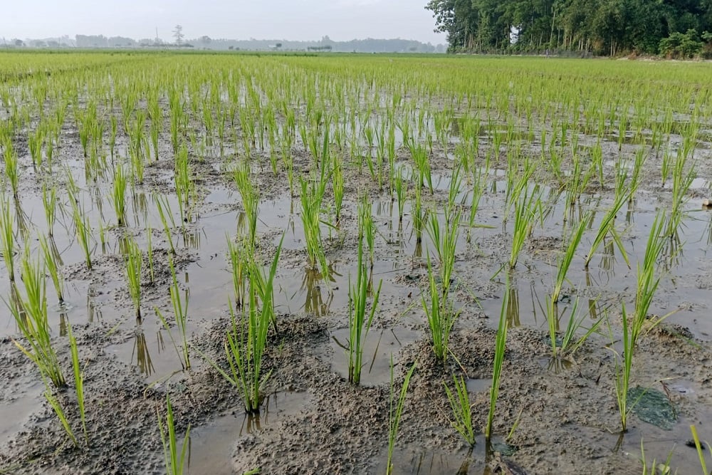  Nilai Tukar Petani Sumsel Tercatat Naik Hingga 3,75%