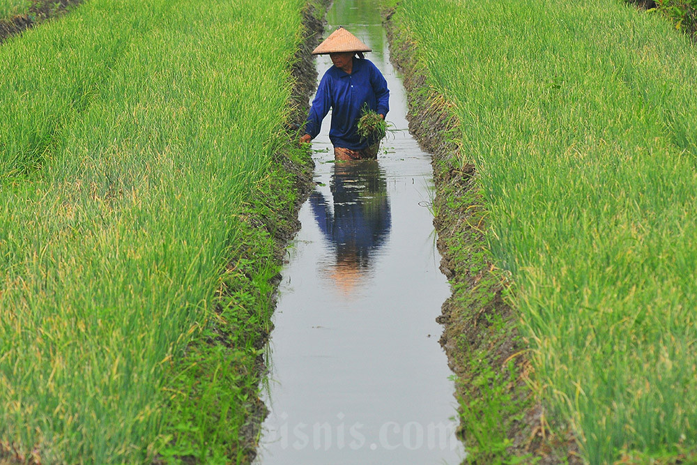  Kenaikan Nilai Tukar Petani Nasional