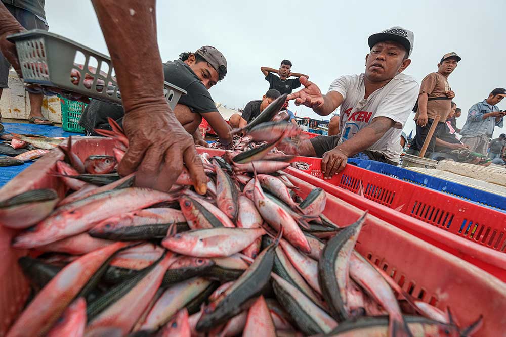  Tangkapan Ikan di Kendari Melimpah Membuat Harga Ikan Anjlok