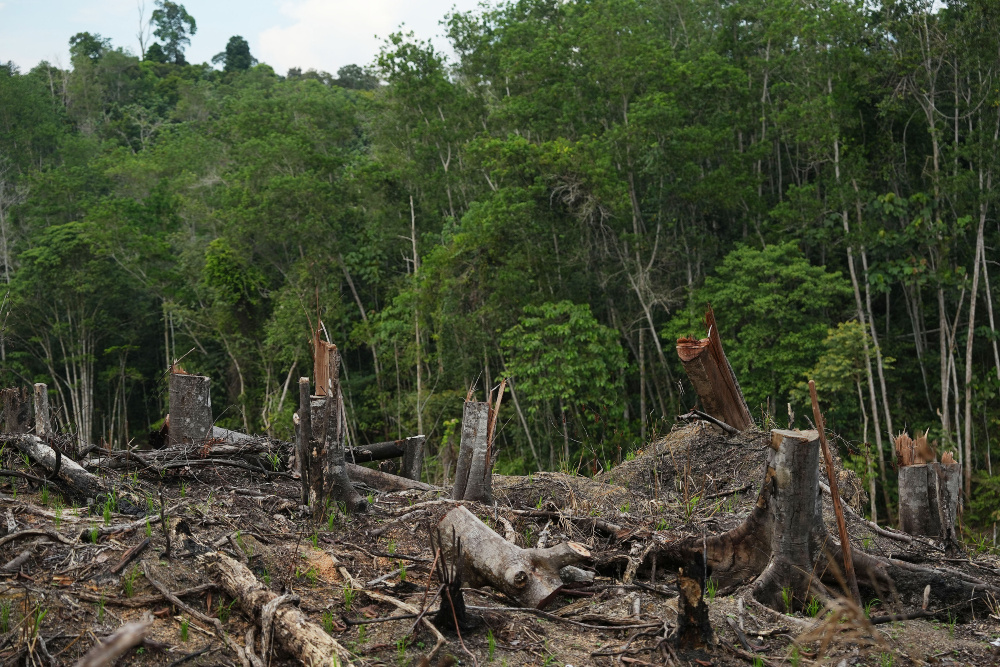 Pembukaan area hutan untuk pertanian di Tanjung Selor, Kalimantan Utara pada Minggu (22/10/2023)./Bloomberg-Dimas Ardian.