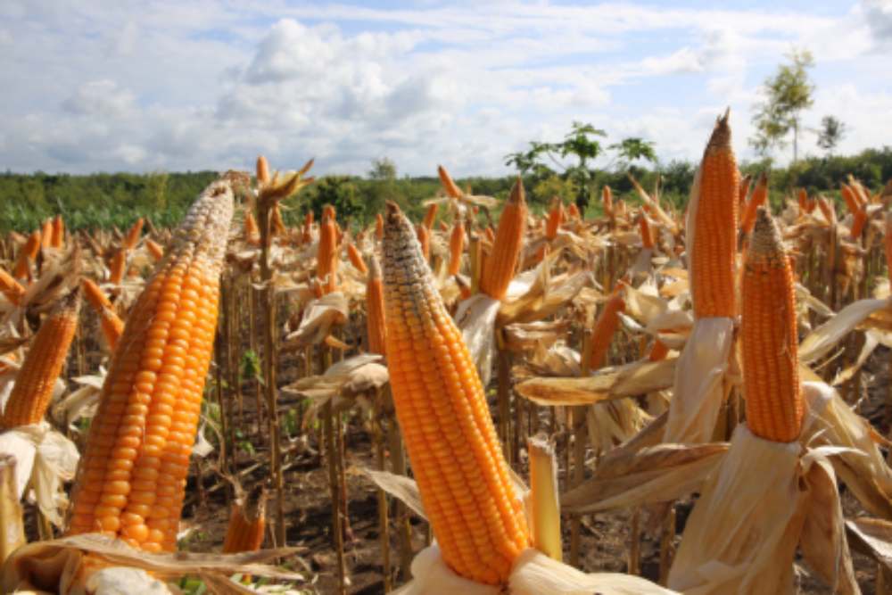 Panen jagung./kementerian Pertanian