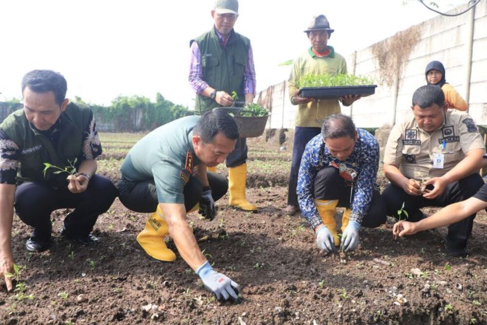 Gerakan tanam cabai di lahan seluas 3.000 meter yang ada di Kelurahan Karang Anyar, Kecamatan Neglasari./Antara-Pemkot Tangerang.