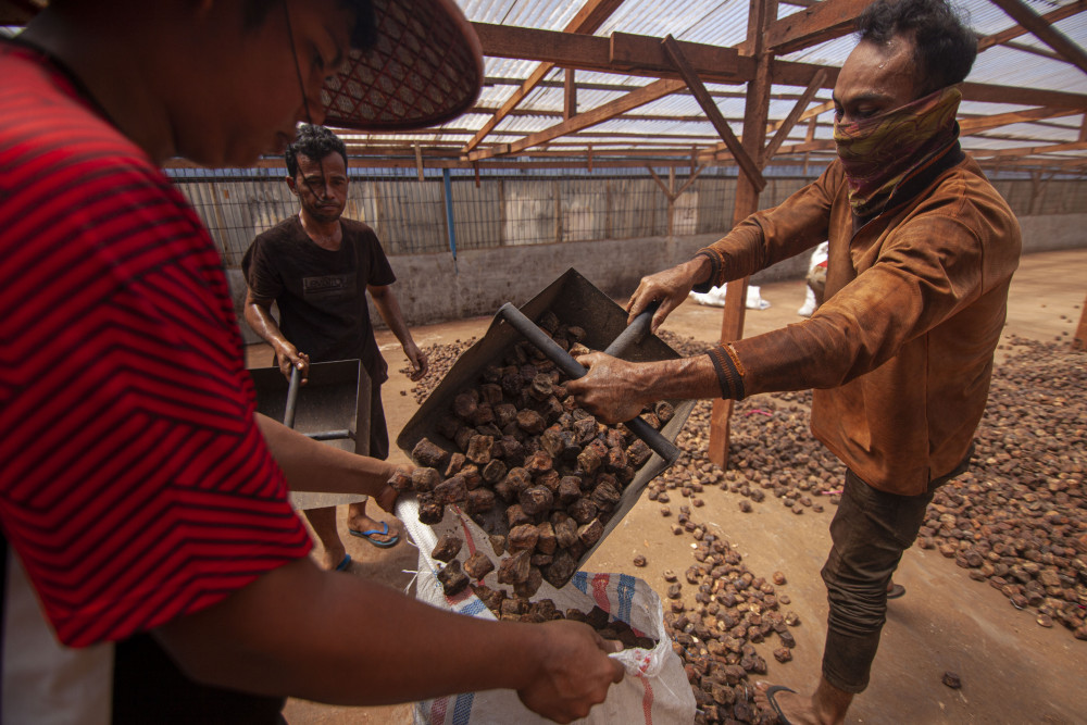 Pekerja melakukan proses pemindahan komoditas gambir yang telah kering di jemur ke dalam karung di gudang eksportir di Kabupaten Padang Pariaman, Sumatera Barat, Jumat (15/12/2023)./Bisnis-Muhammad Noli Hendra