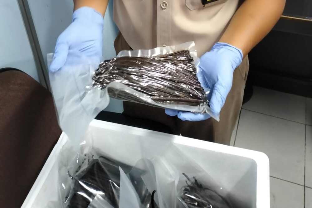 Pemeriksaan komoditas vanili oleh Balai Karantina Hewan Ikan dan Tumbuhan Sumatra Selatan./Ist-Balai Karantina