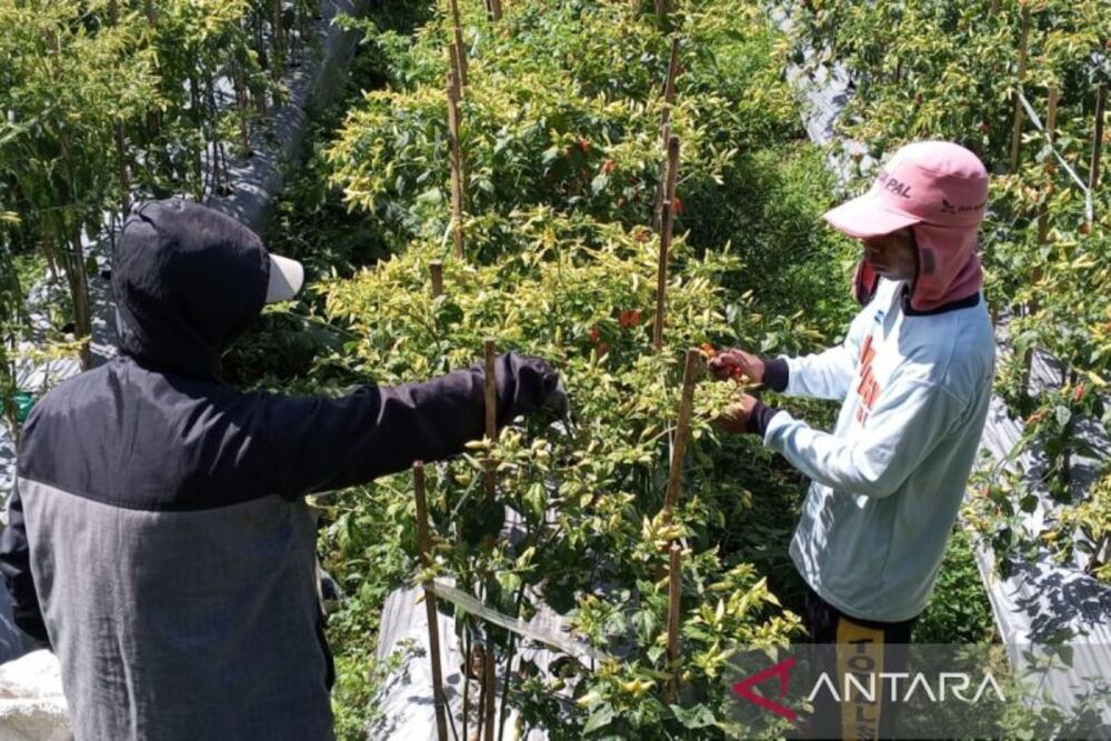  Harga Cabai di Temanggung Naik Menjadi Rp35.000 per Kilogram