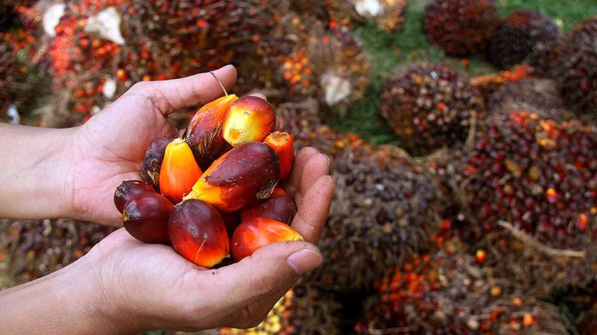 Ironis! Lahan Sawit RI Lebih Luas, Produktivitas Keok dari Malaysia