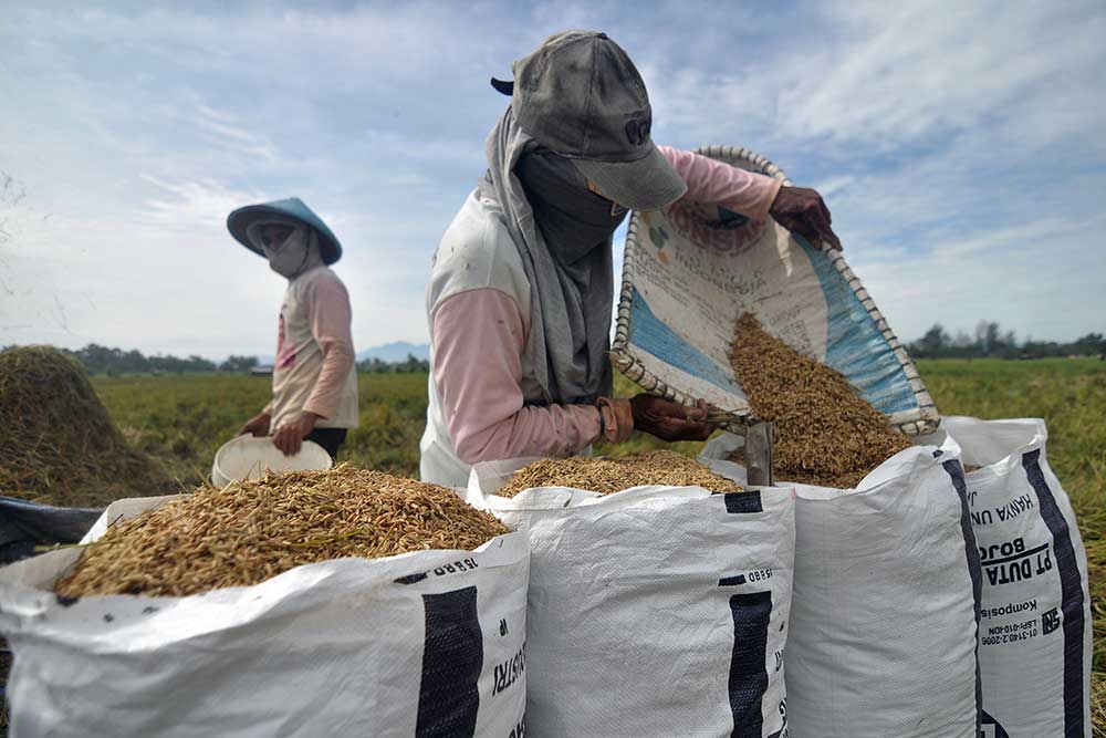  Serapan Beras Petani Lokal Pada Semester I/2024 Mencapai 700.000 Ton