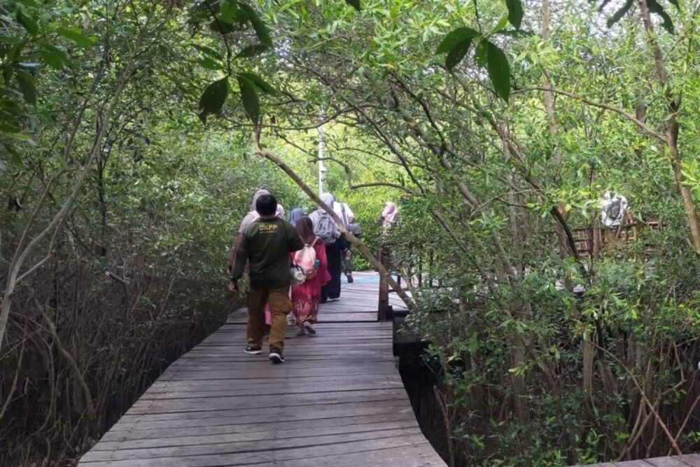  Kunjungan ke Kebun Raya Mangrove Surabaya Meningkat