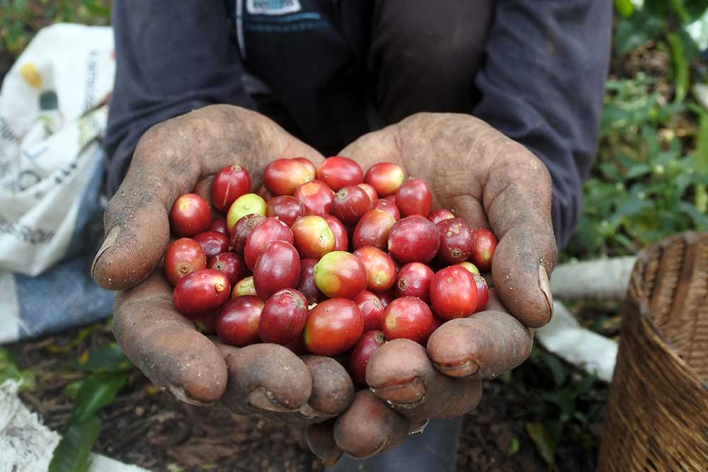  Harga Kopi Di Tingkat Petani Naik Akibat Dampak Krisis Iklim