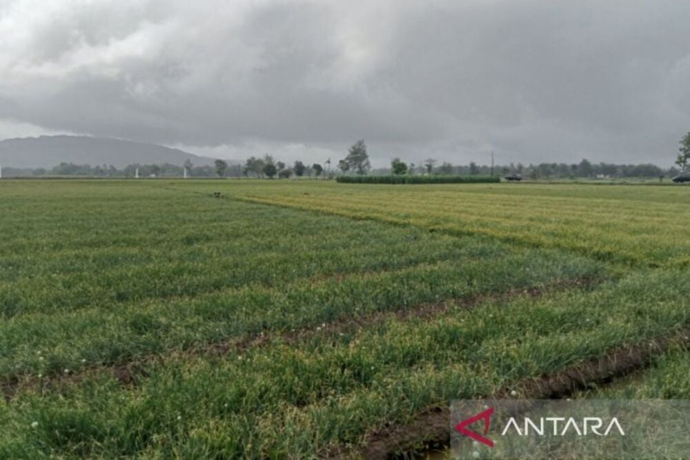  Panen Bawang Merah di Bantul Mulai Juli, Luasan Pertanaman 700 Hektare