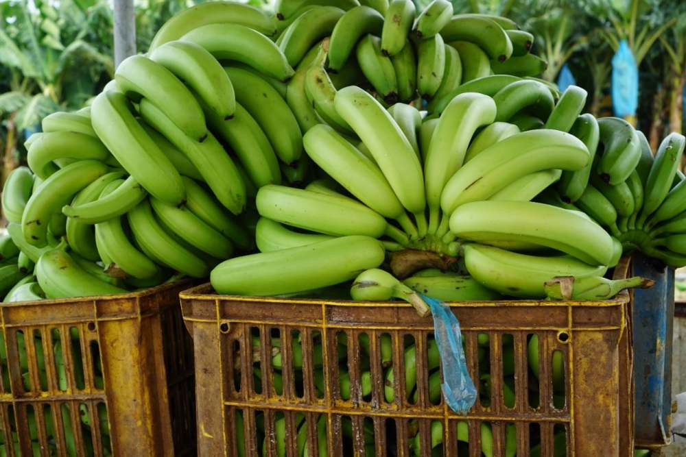  Unversitas Brawijaya Kembangkan Limbah Pisang dan Enceng Gondok