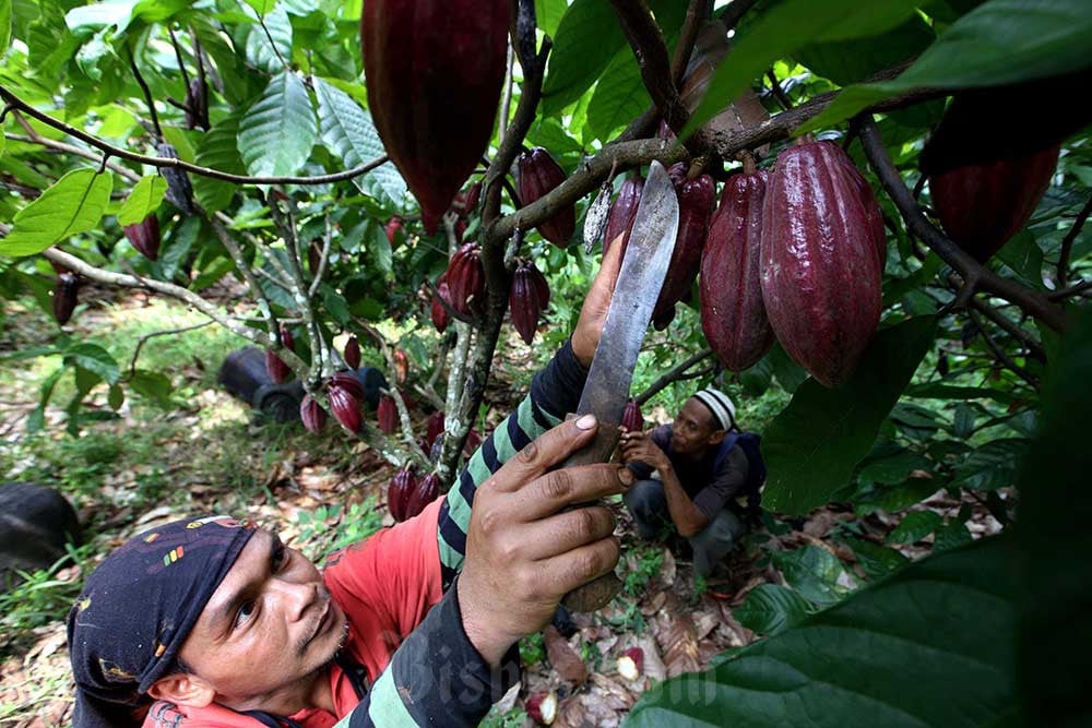  BPDPKS Bakal Urus Kakao, Petani Sodorkan Sederet Masalah Perkebunan