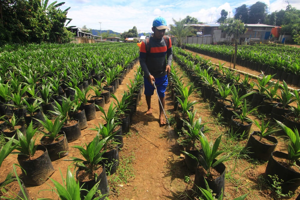  Realisasi Replanting Kelapa Sawit di Sumbar hingga Juni 2024 Masih Nol, Ini Penyebabnya