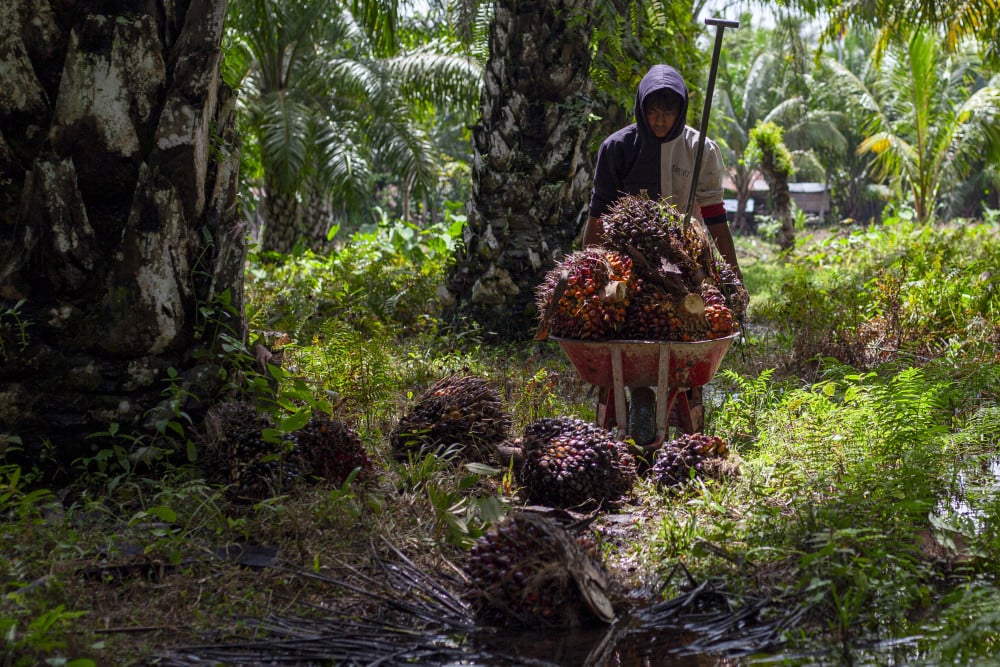  Produksi Digenjot, Sumbar Punya 35 Industri Pengolahan Kelapa Sawit